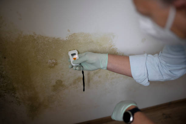 Best Asbestos and Lead Testing During Mold Inspection  in Chevy Chase View, MD